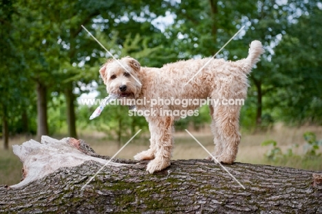 wheaten terrier with plastic bottle in mouth