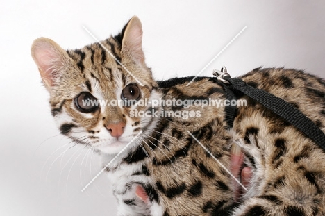 Brown Spotted Tabby Asian Leopard Cat, 8 months old