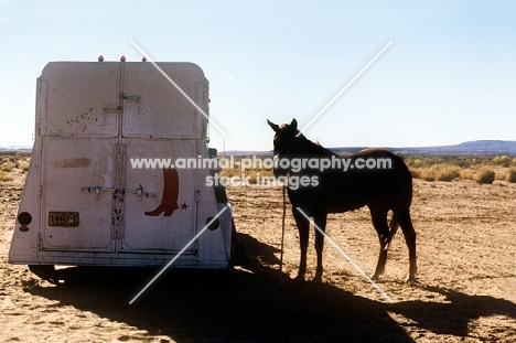 horse standing beside horse box at indian rodeo, south west usa