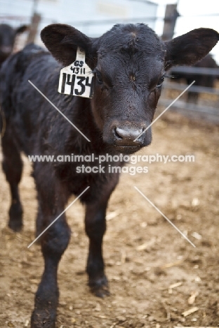 black Aberdeen Angus