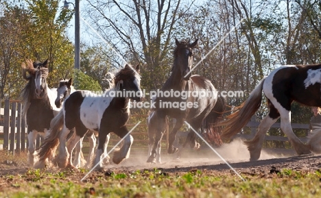 group of Gypsy Vanners running