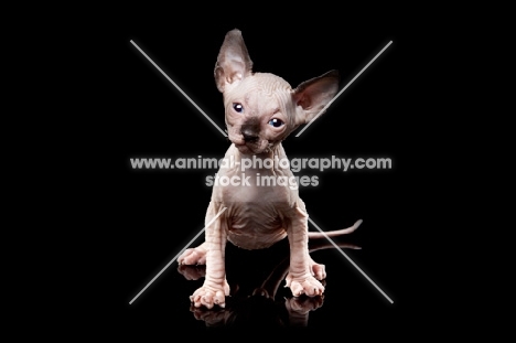 5 week old Sphynx kitten on black background