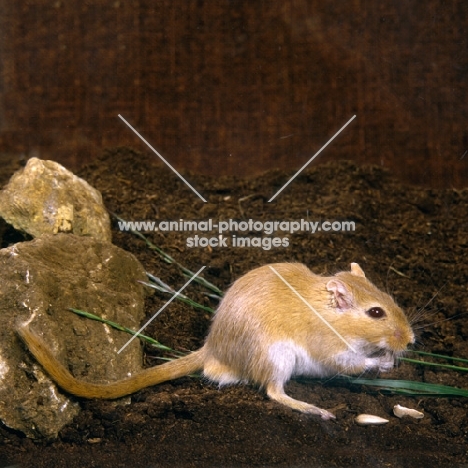 argente gerbil eating seeds