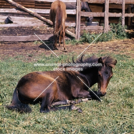 hopstone banafsheh, caspian pony foal at hopstone stud, lying down