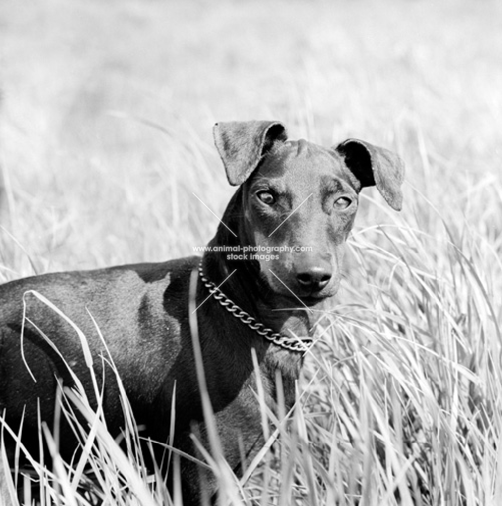 manchester terrier, head study