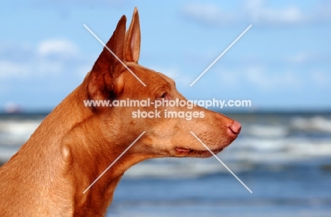 Pharaoh Hound profile