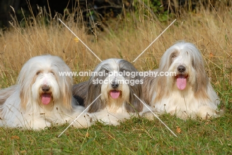 three Bearded Collies