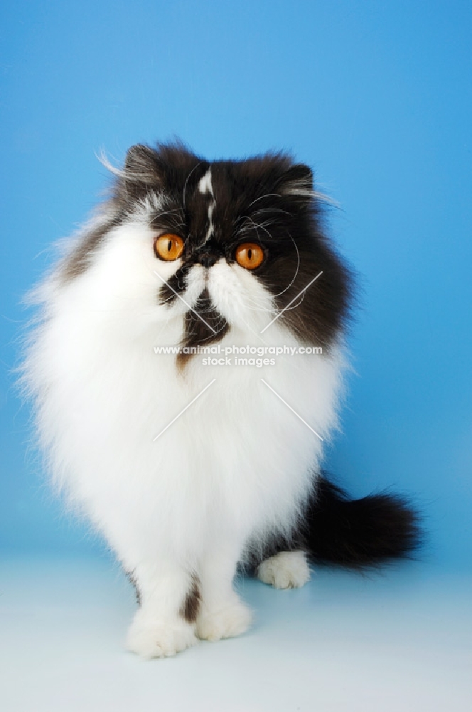 black and white persian cat, front view