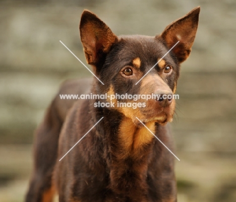 alert Australian Kelpie