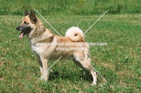 Halleforshund, side view, rare Swedish breed