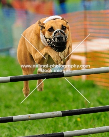 Lurcher jumping over fence