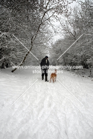 greyhound, ex racer, all photographer's profit from this image go to greyhound charities and rescue organisations