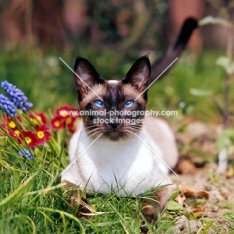 seal point siamese cat among flowers