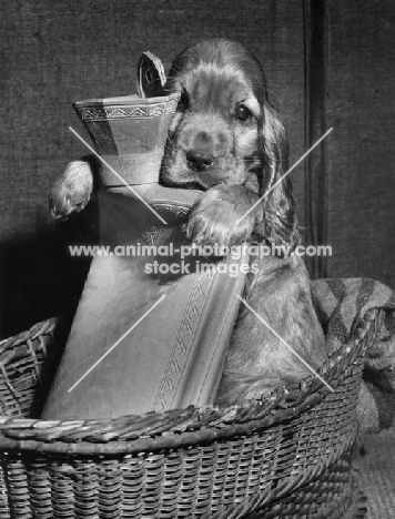 Cocker Spaniel puppy sitting in basket holding a hot water bottle