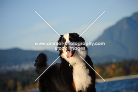 Bernese Mountain Dog