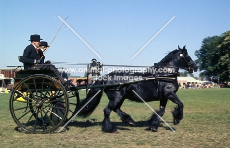 Fell Pony in driving competition with vehicle