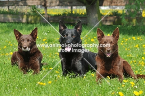 three Australian Kelpies