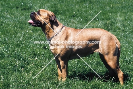 bullmastiff side view