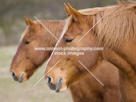 two Suffolk Punches in profile