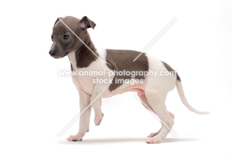 Italian Greyhound puppy