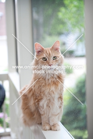 orange maine coon sitting on ledge