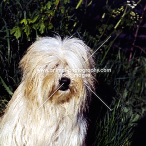 tibetan terrier head study