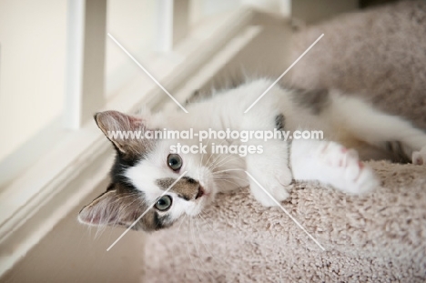 kitten lying sideways on stairs