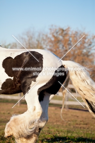 Gypsy Vanner hind legs