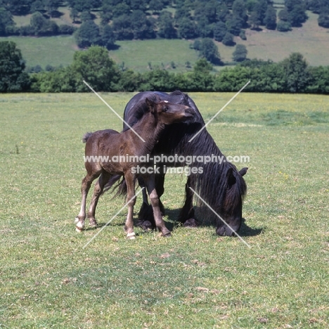 Hodgson Brimfield Bonny & Yarlton Montgomery Dales Pony with foal