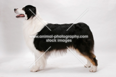 Australian Shepherd dog posed, American Champion