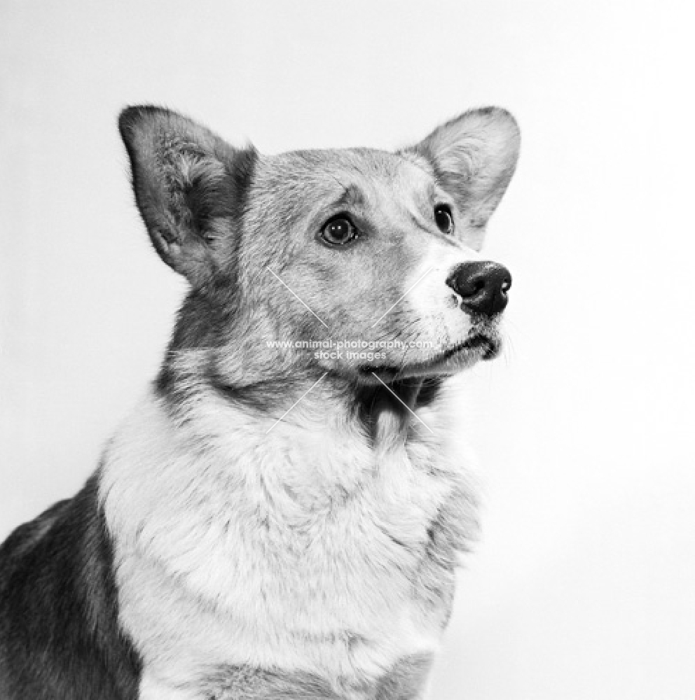 pembroke welsh corgi, portrait