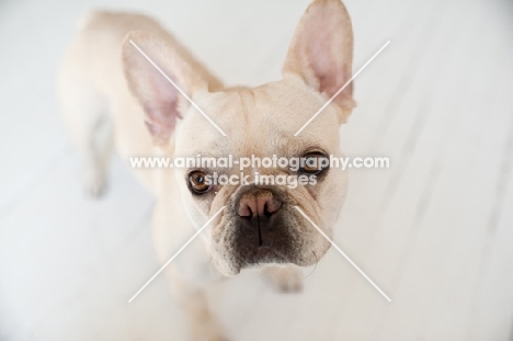 Fawn French Bulldog standing on white wood floor, looking up at camera.