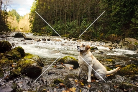 cream Labrador Retriever sitting near river