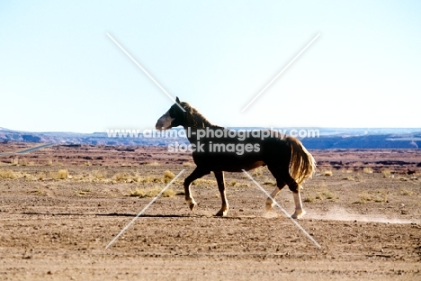 indian pony trotting in new mexico