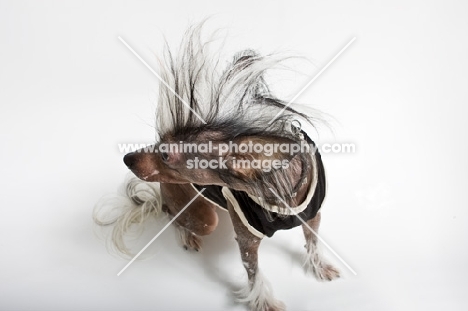 Dog looking away from camera, hair is mohawk style