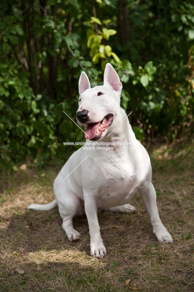 happy Bull Terrier sitting with greenery in the background