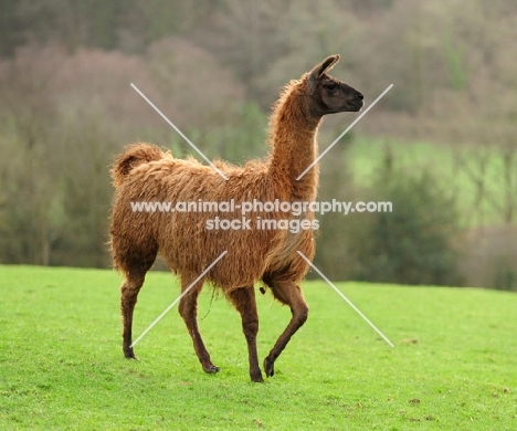 llama on grass