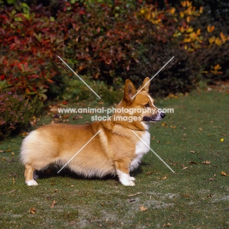 pembroke corgi standing on grass