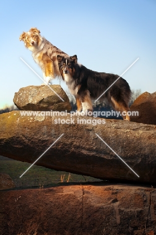 Australian Shepherd Dog