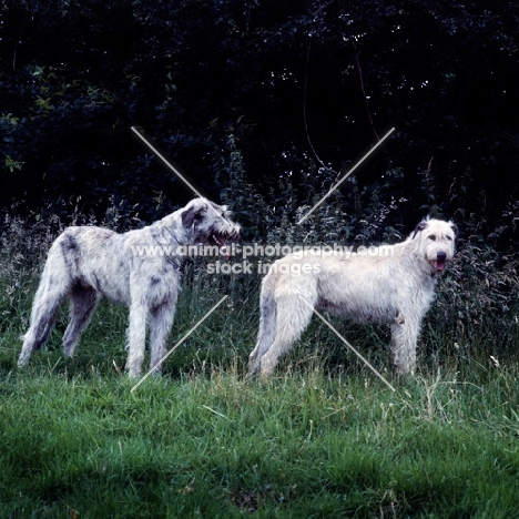 two irish wolfhounds