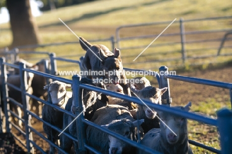 australian kelpie driving sheep, working type