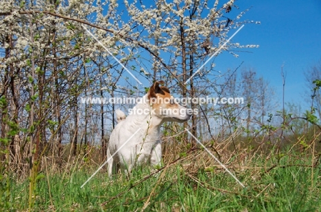 Jack Russell in spring