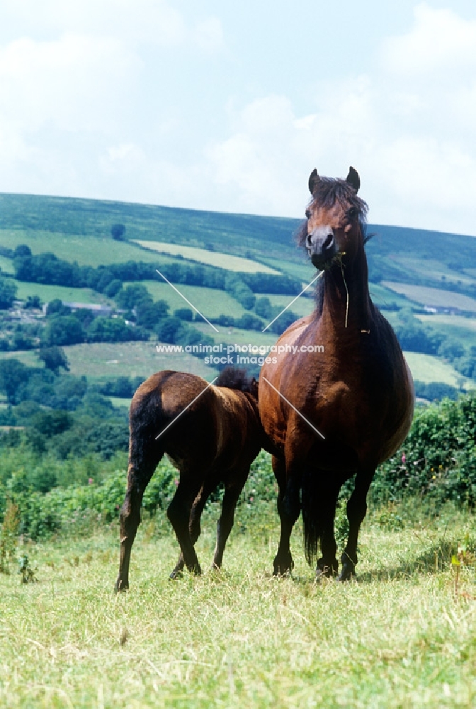 dartmoor pony looking at camera, foal hiding