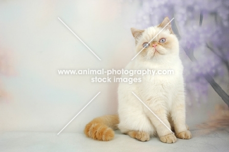 red colourpoint Exotic Shorthair on pastel background