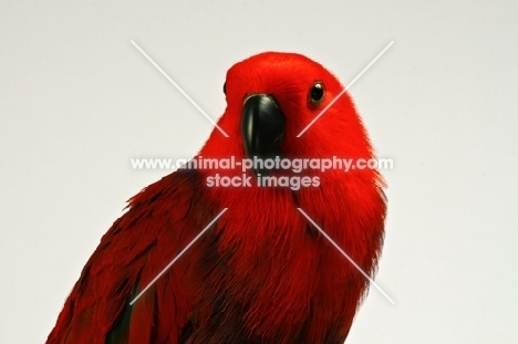 red parrot