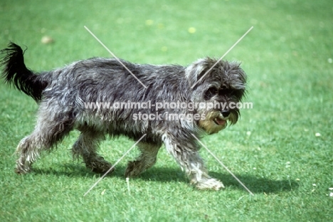 undocked miniature schnauzer in pet clip trotting across lawn