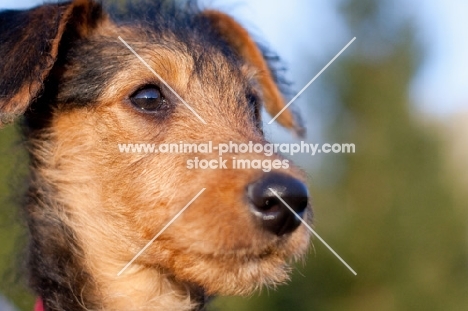 Airedale puppy head shot
