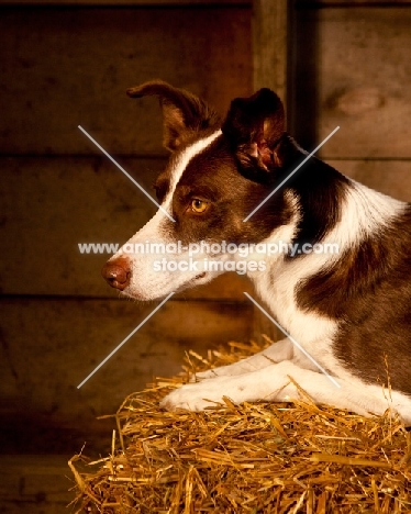 Border Collie in a barn