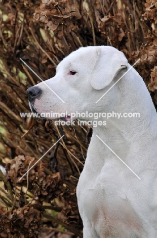 Dogo Argentino profile