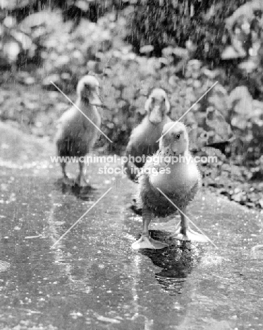 3 ducklings walking in the rain